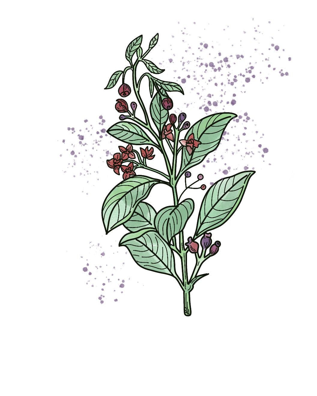 Sandalwood Acacia - Natura Soylights