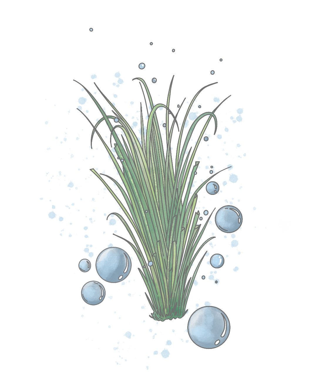 Sea Green Vetiver - Natura Soylights