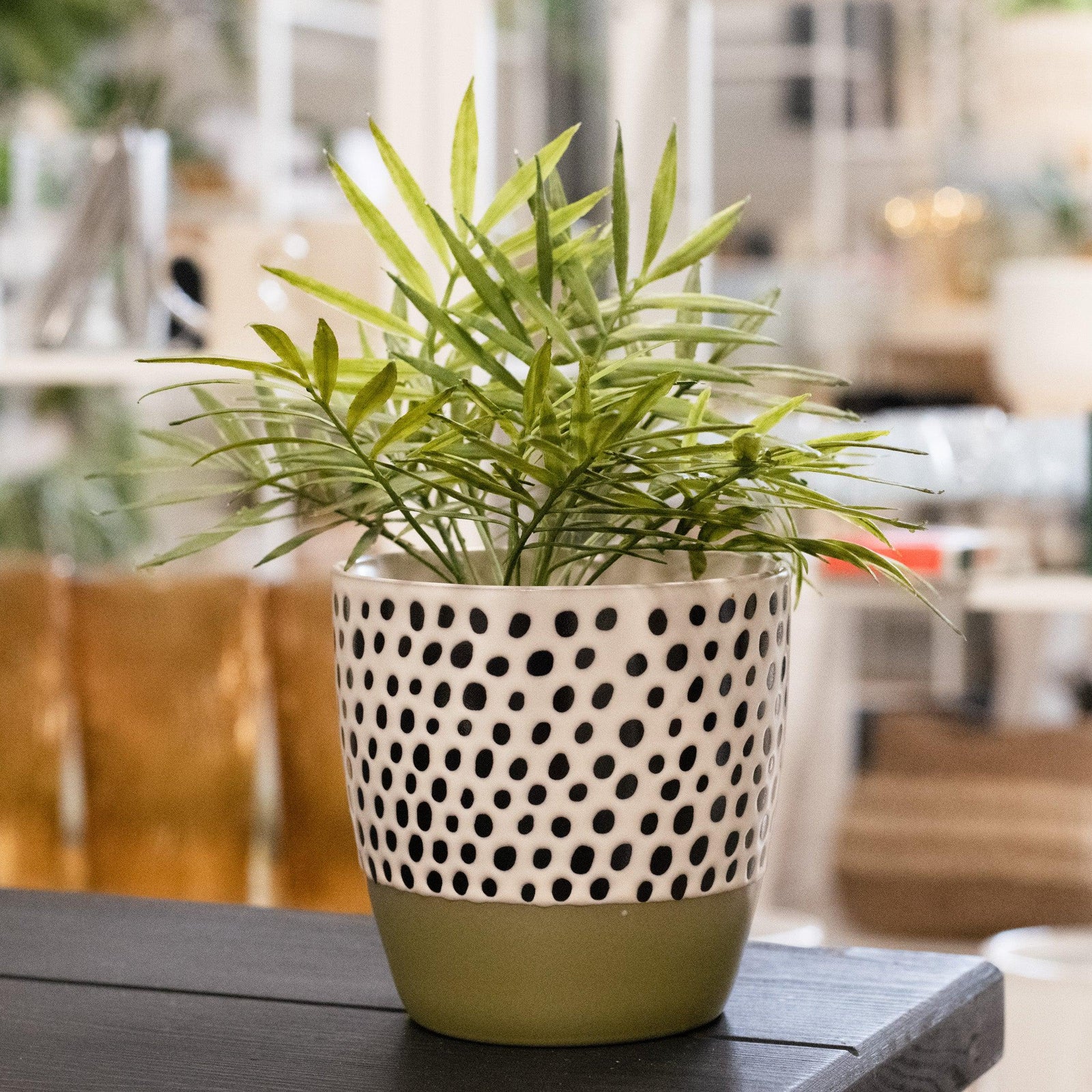 Polka Dot Pot