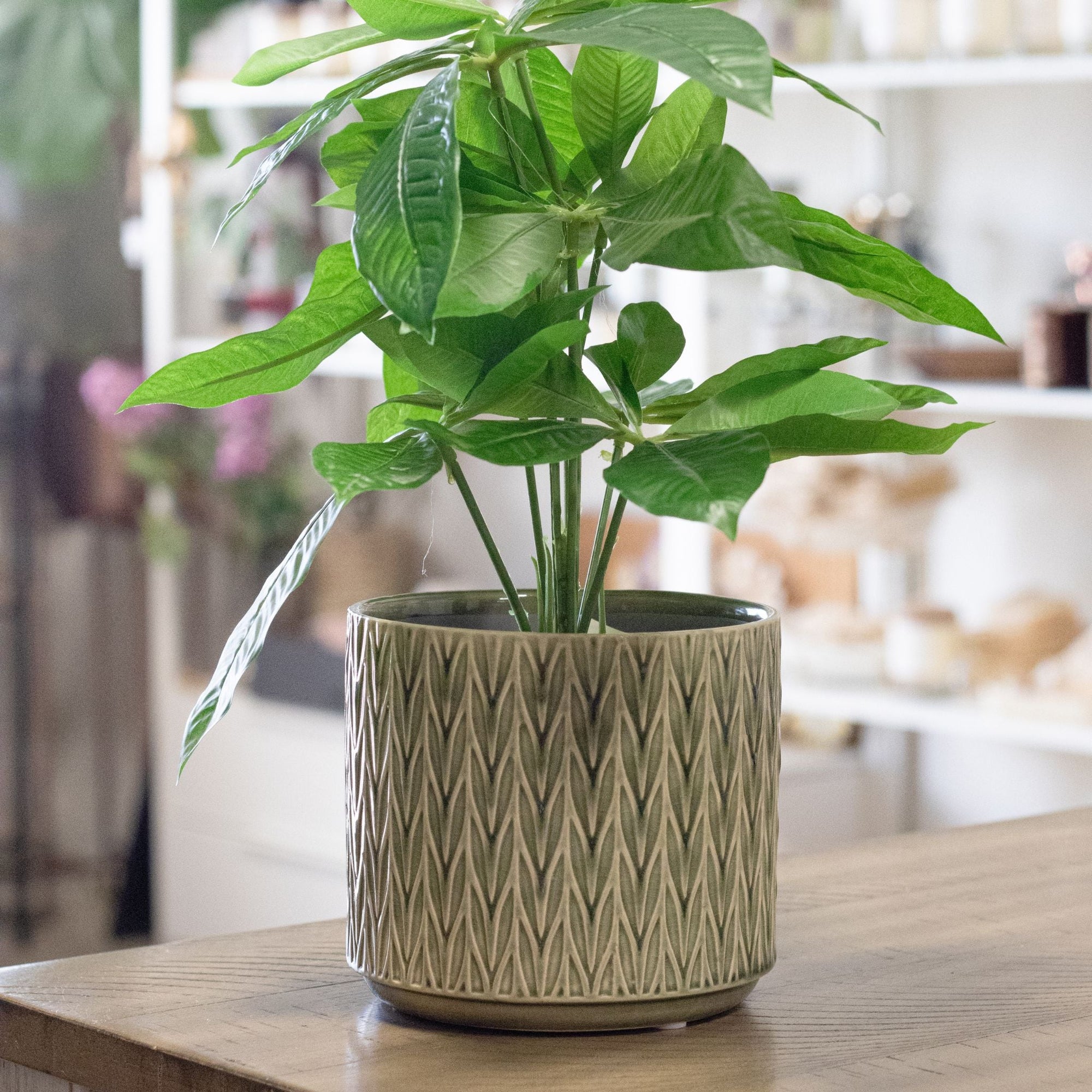Green Staghorn Ceramic Pot - Natura Soylights