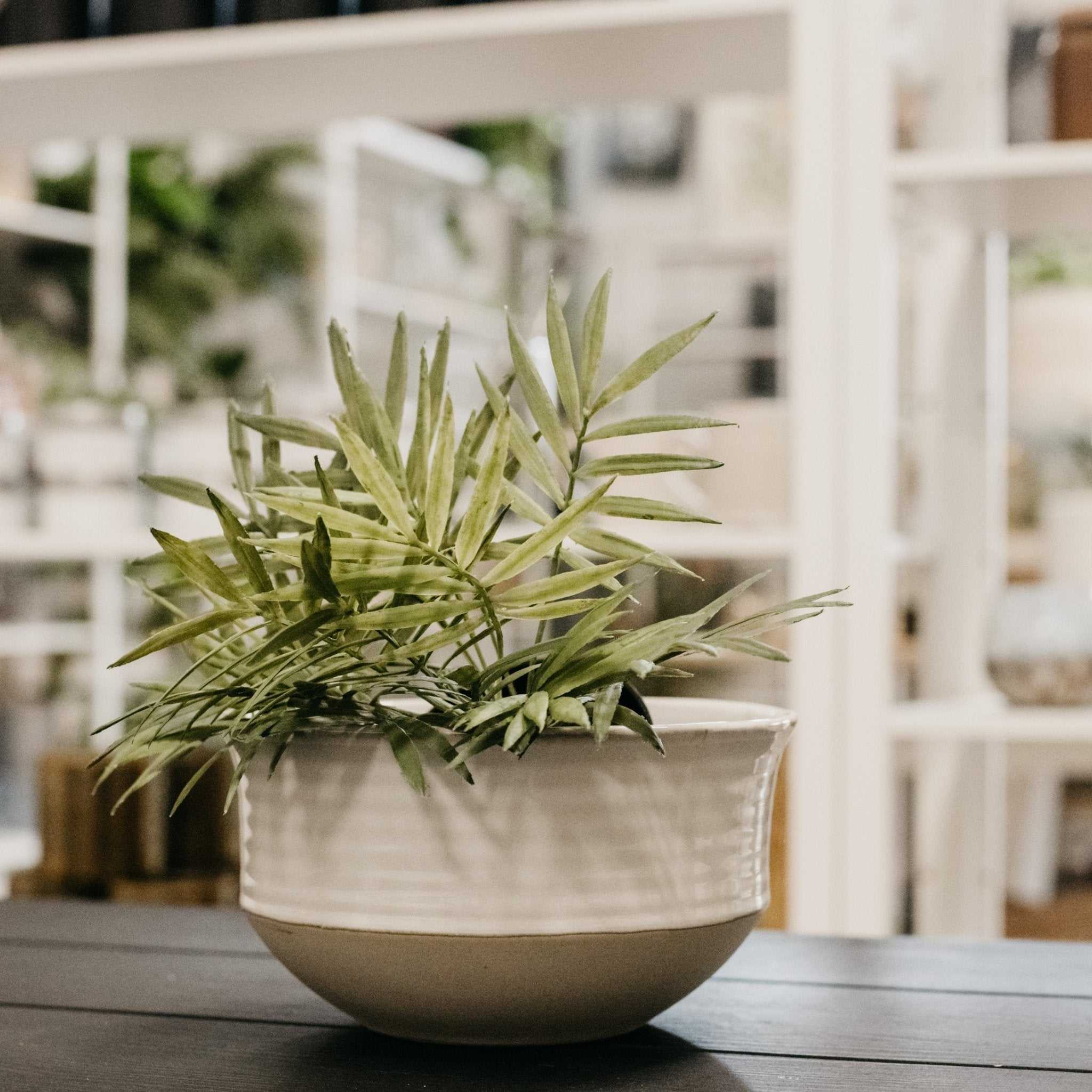 High Tide Bowl - Natura Soylights