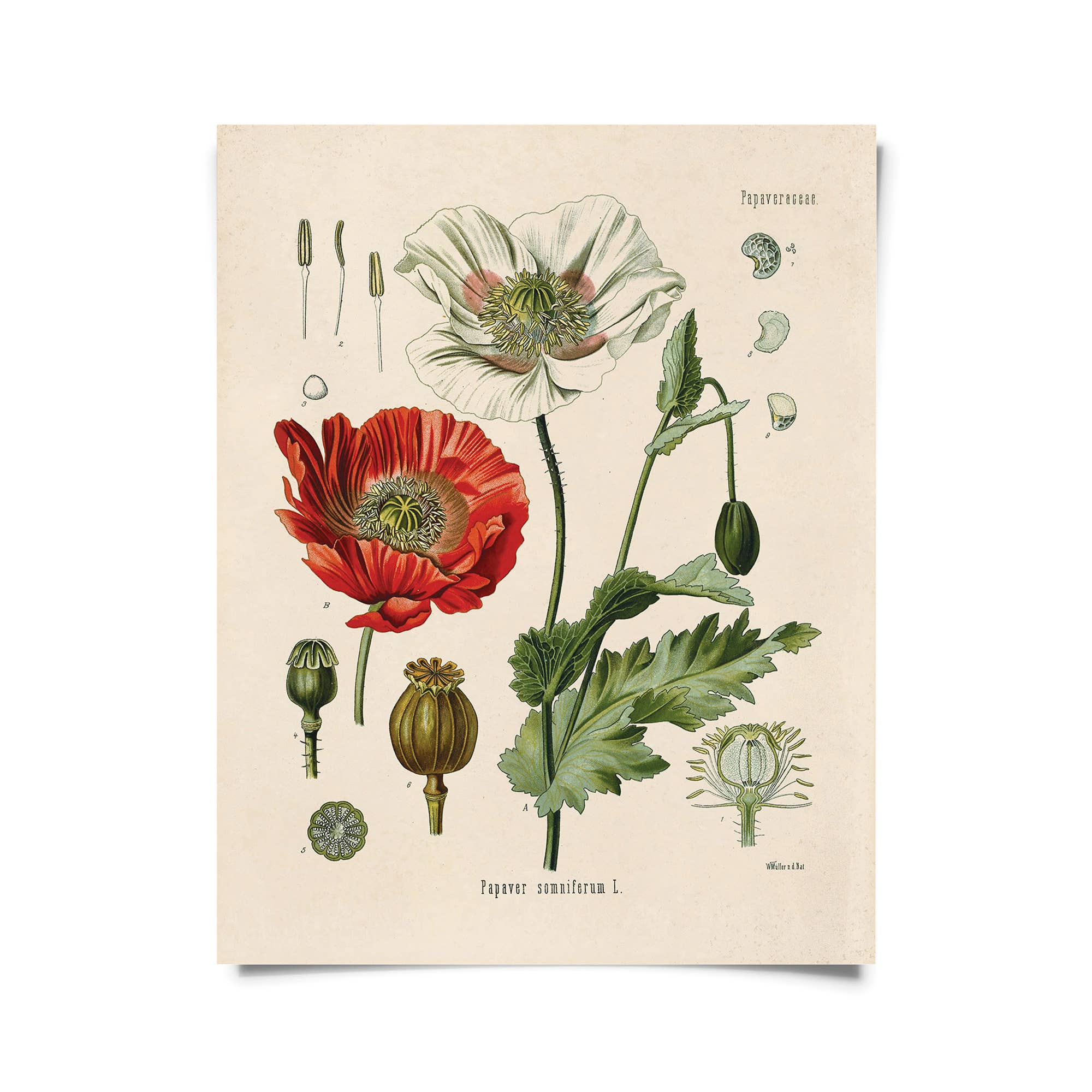 Vintage Botanical Opium Poppy Flower Print - Natura Soylights