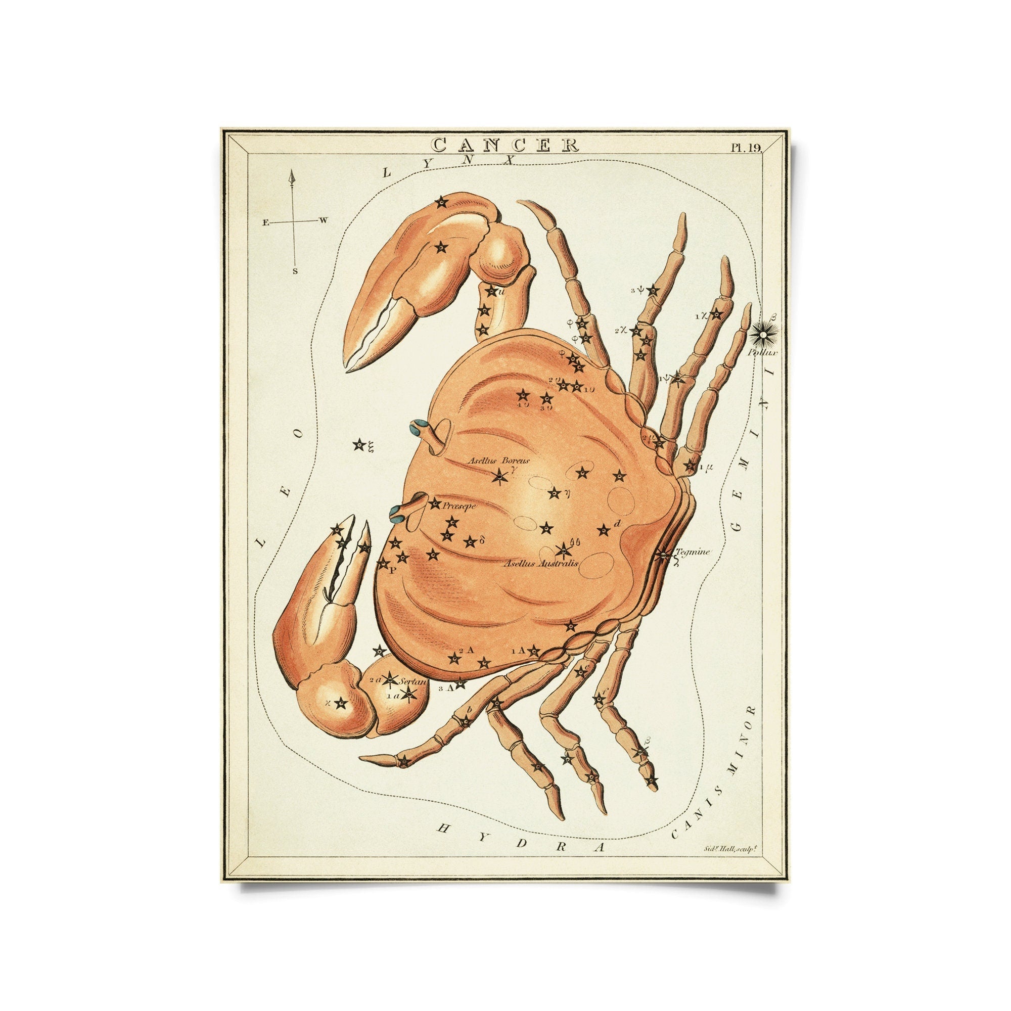 Vintage Zodiac Sign Astrology Print - Natura Soylights